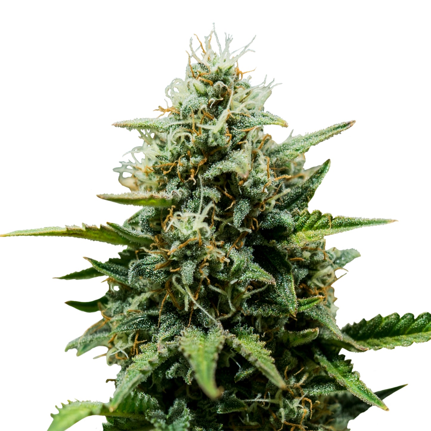 Royal Queen Seeds Fat Banana