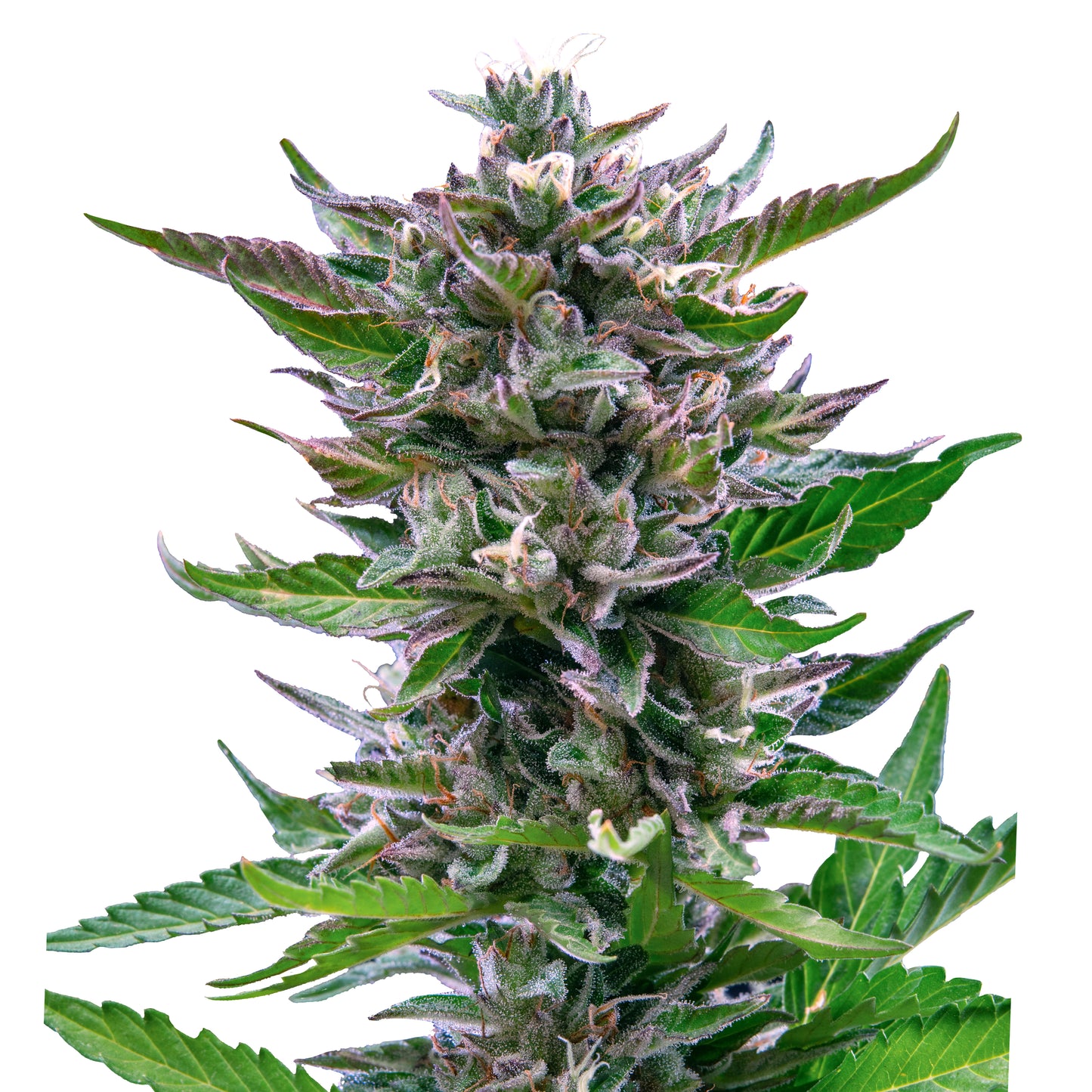 Royal Queen Seeds North Thunderfuck
