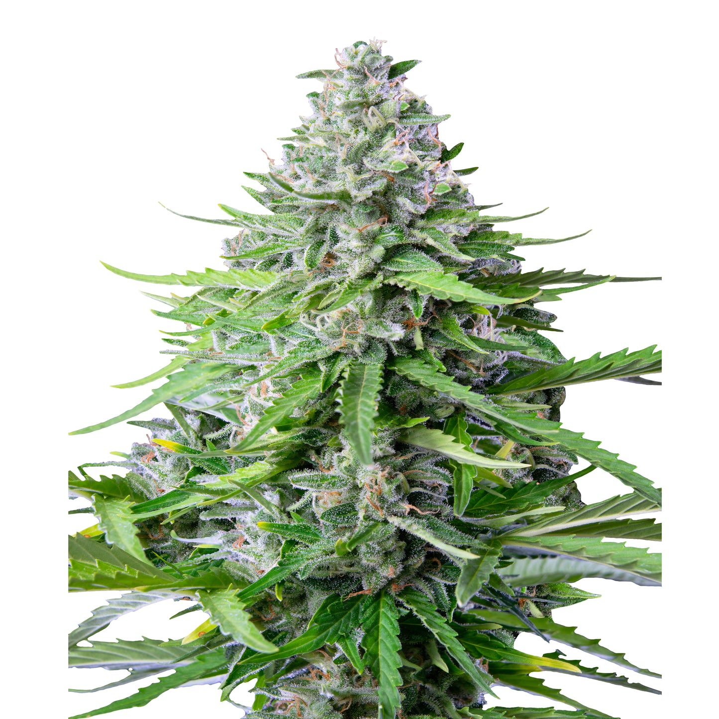 Royal Queen Seeds Royal Cookies