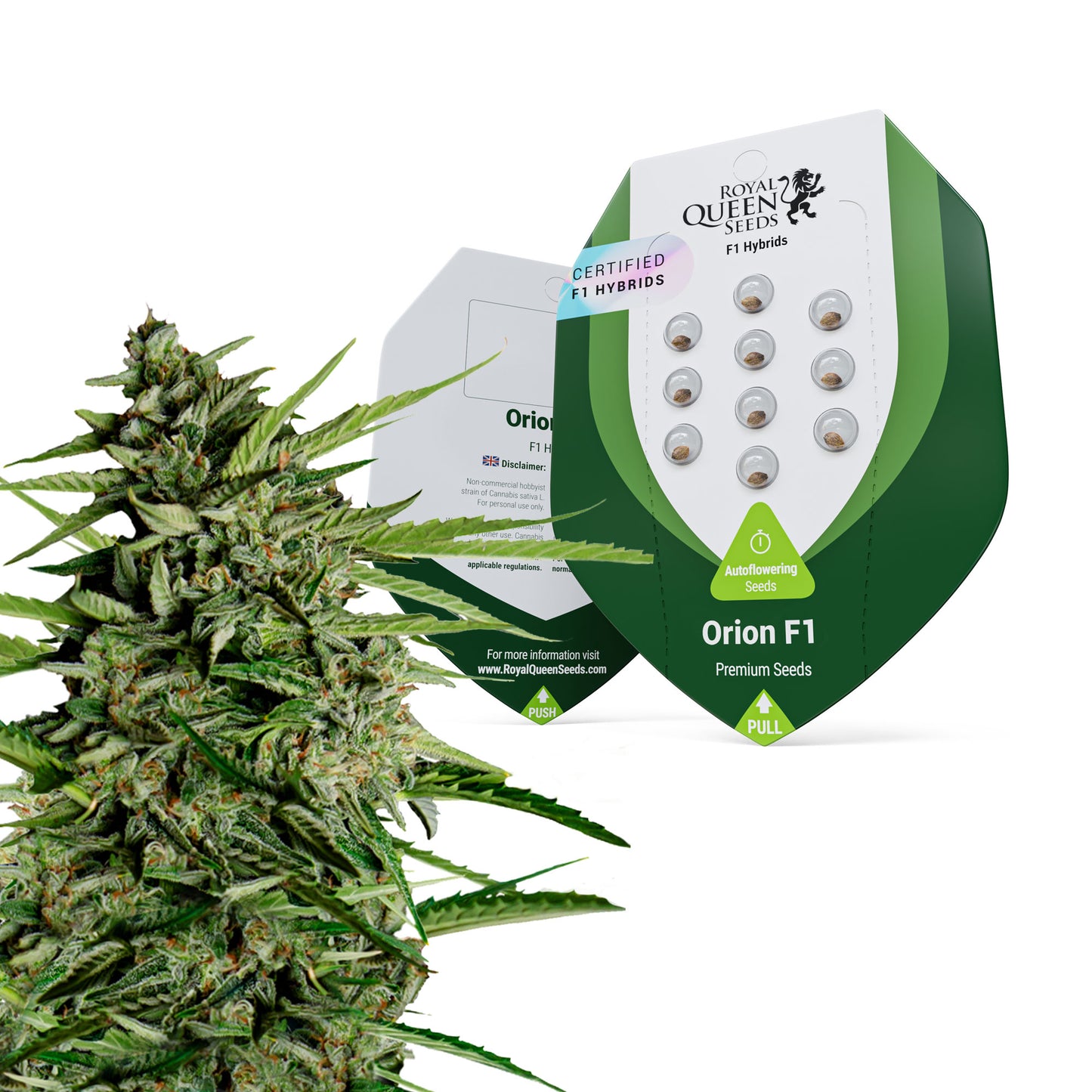 Royal Queen Seeds Orion F1 Hybrid