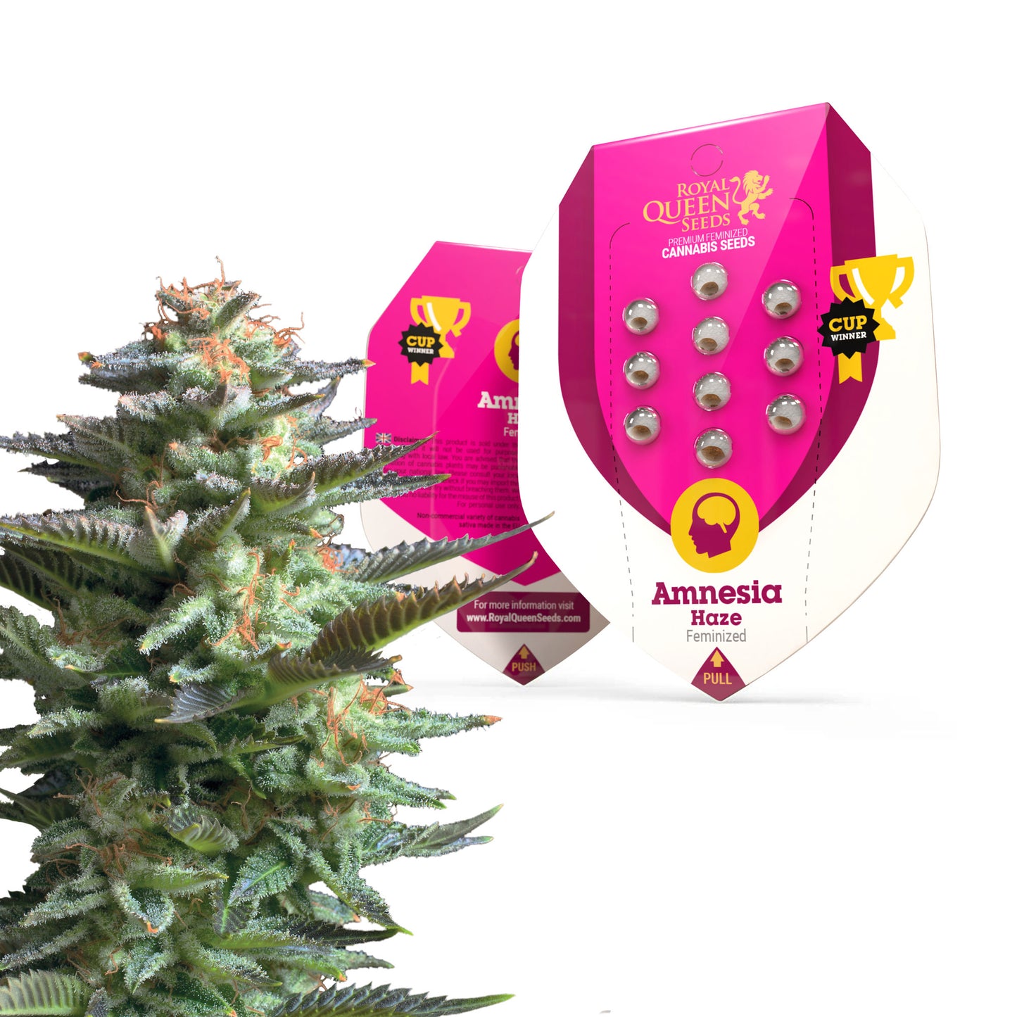 Royal Queen Seeds Amnesia Haze
