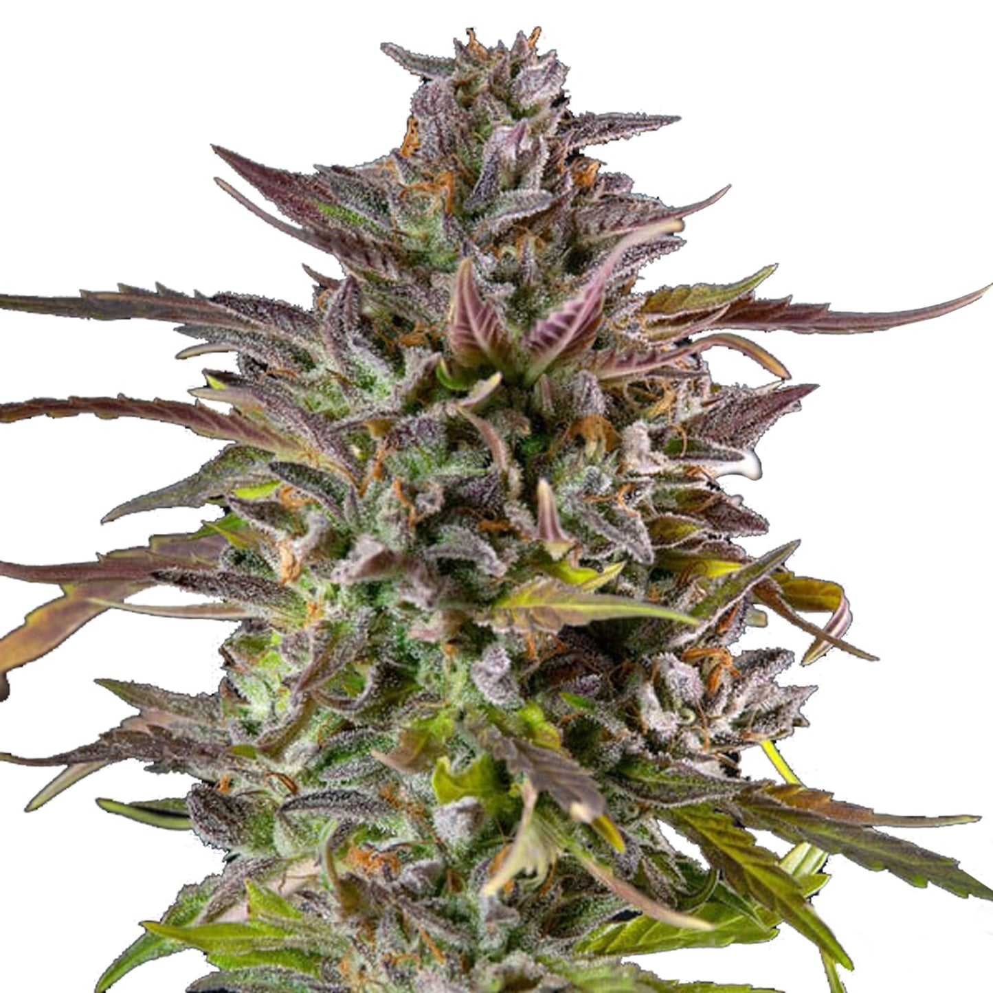 Royal Queen Seeds Cookies Gelato