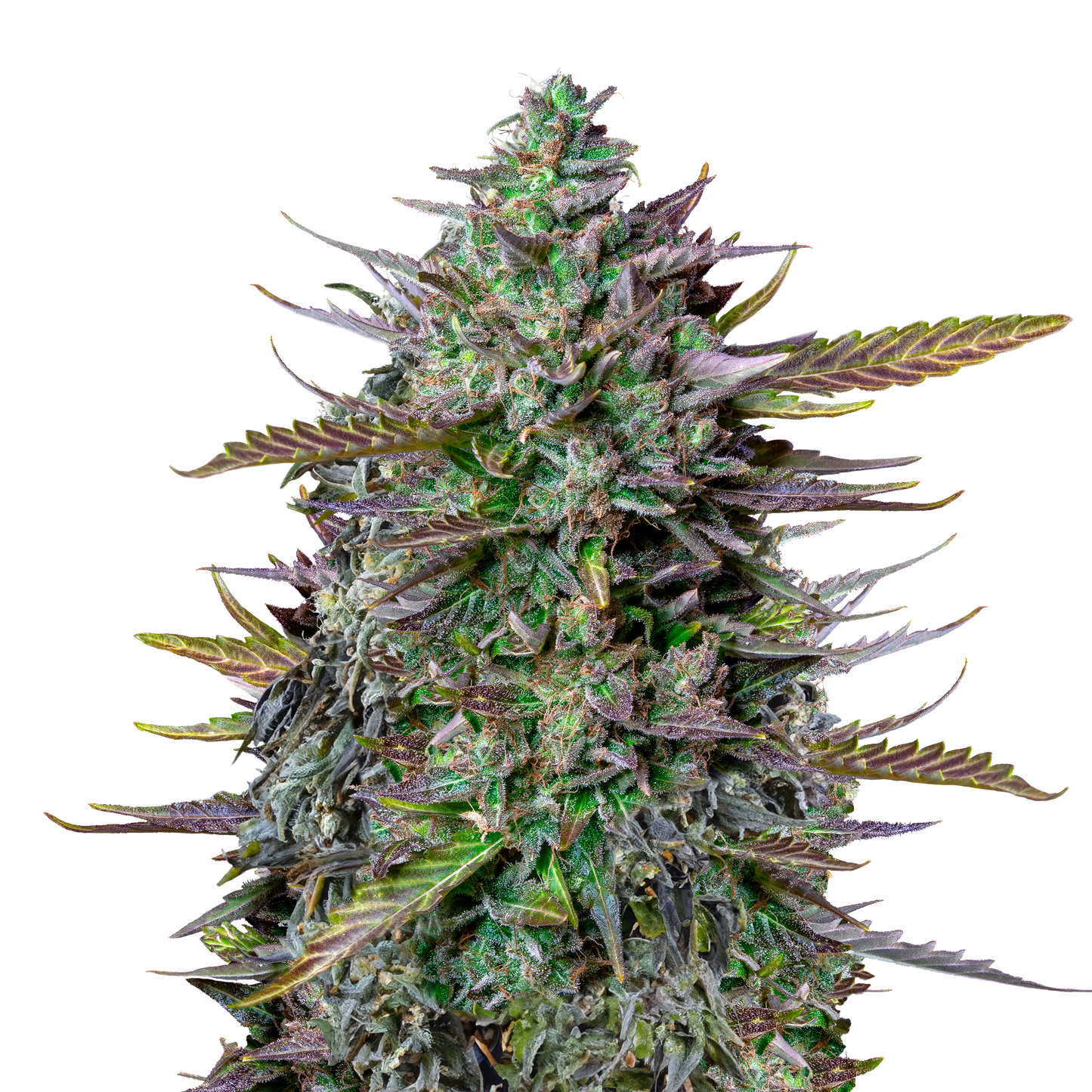 RQS TYSON GOAT'lato Auto