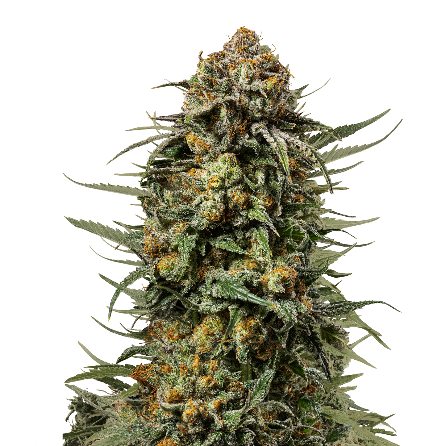 RQS TYSON Gelato 44