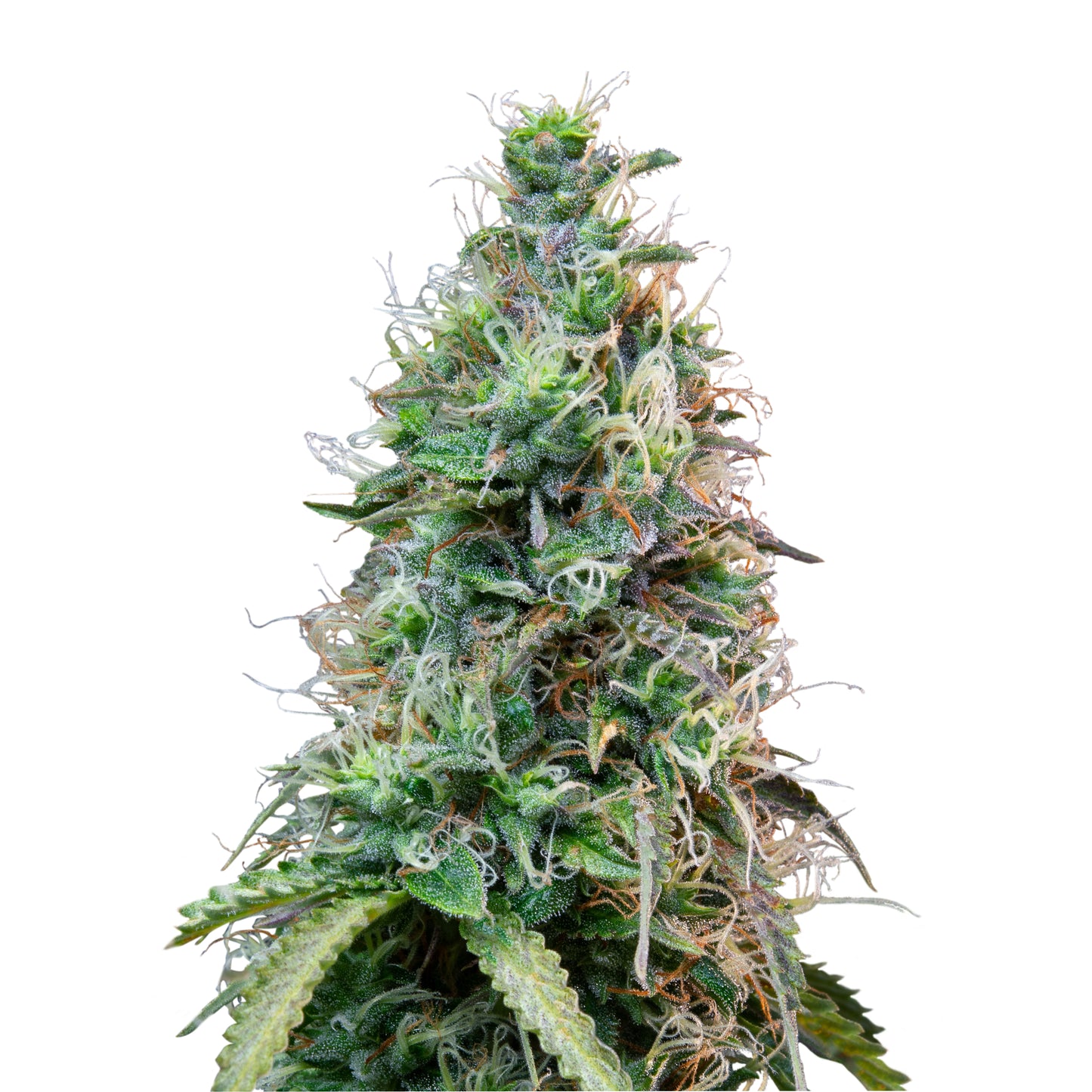 Royal Queen Seeds Amnesia Haze