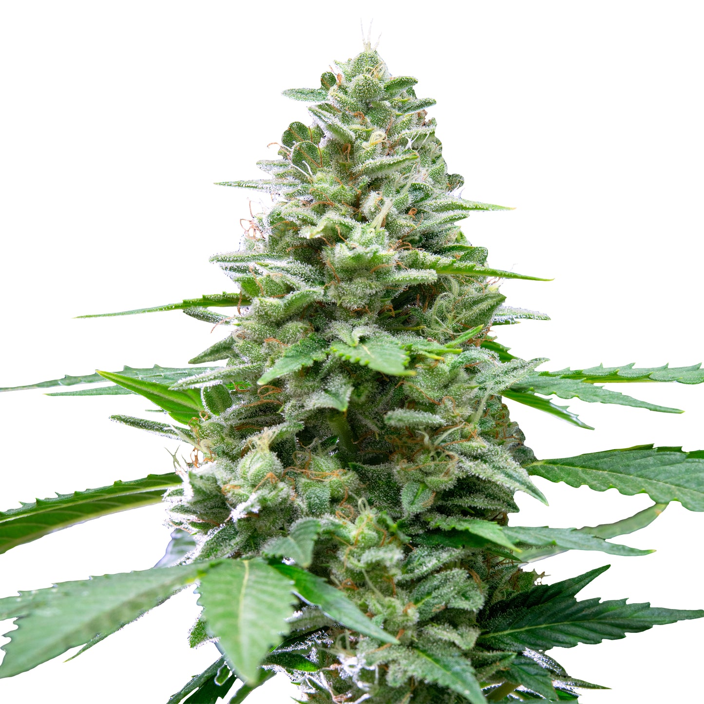 Royal Queen Seeds Easy Bud