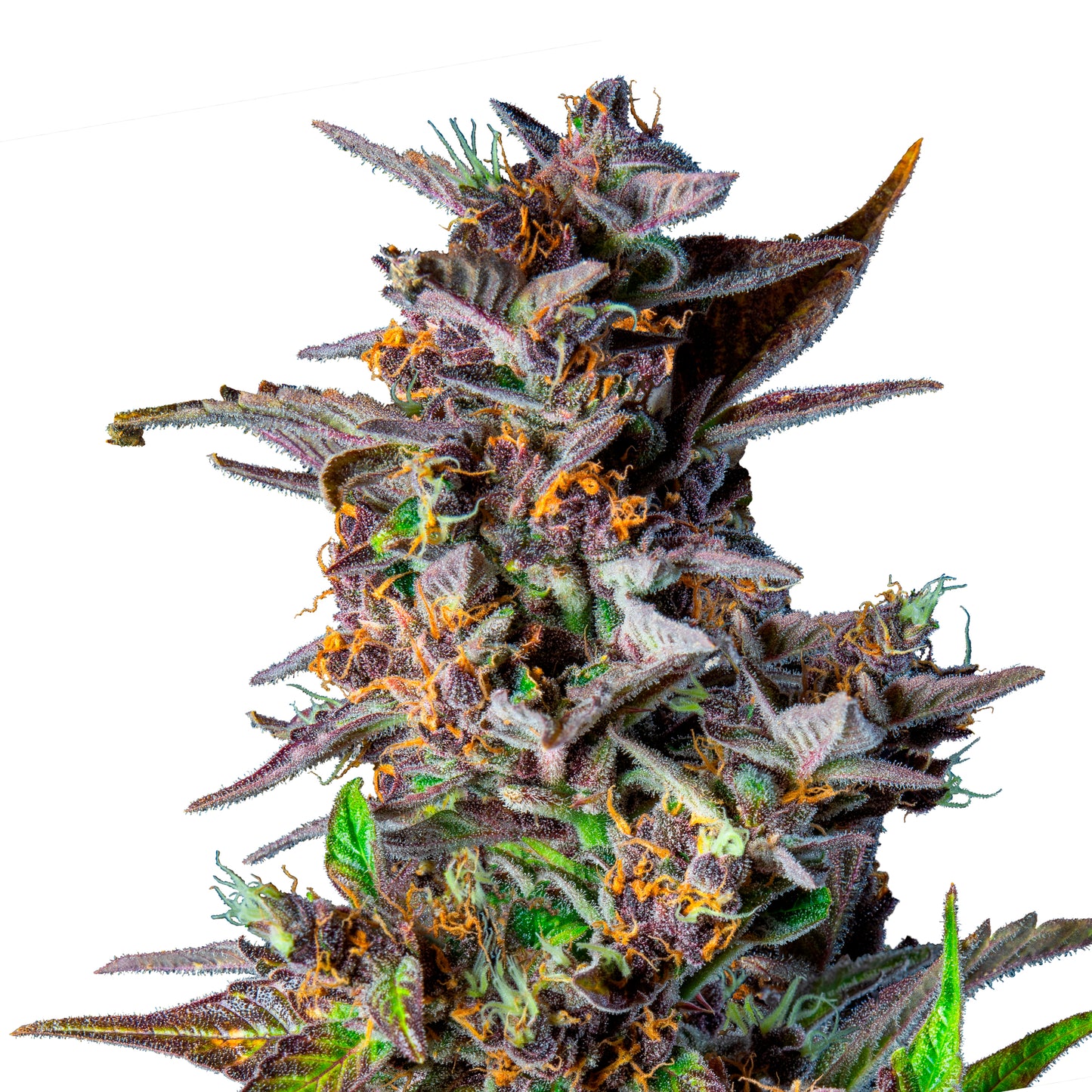 Royal Queen Seeds Watermelon