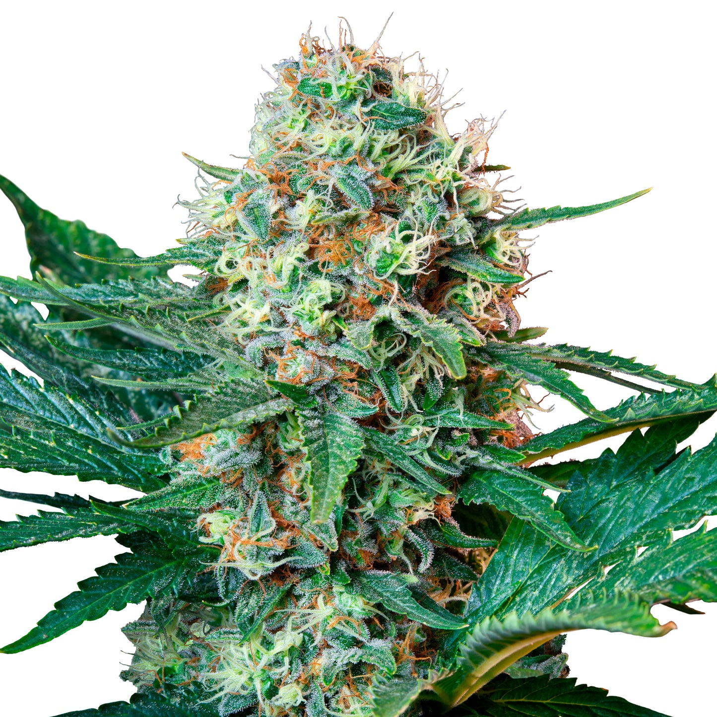 Royal Queen Seeds Royal Cookies