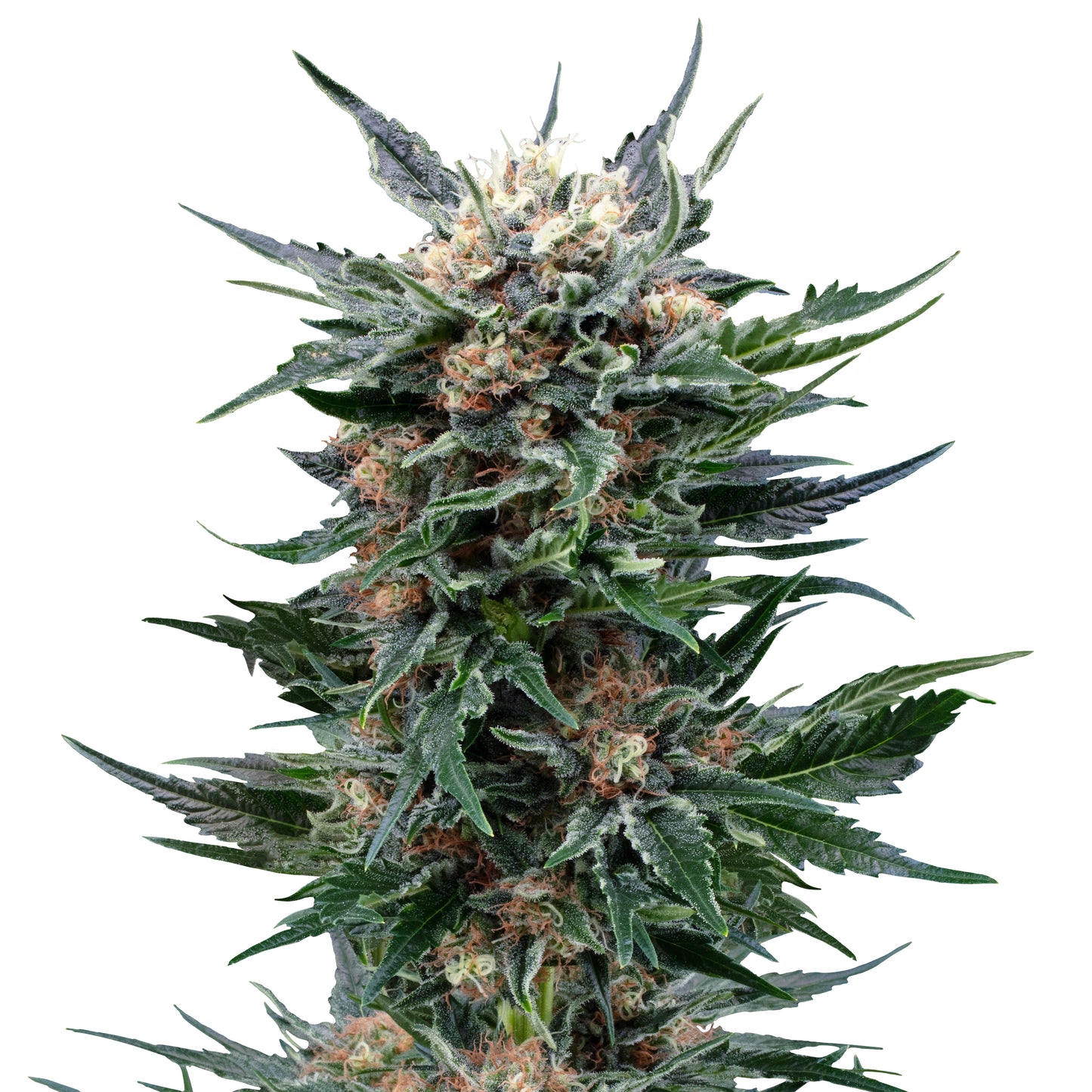 Royal Queen Seeds Royal Gorilla