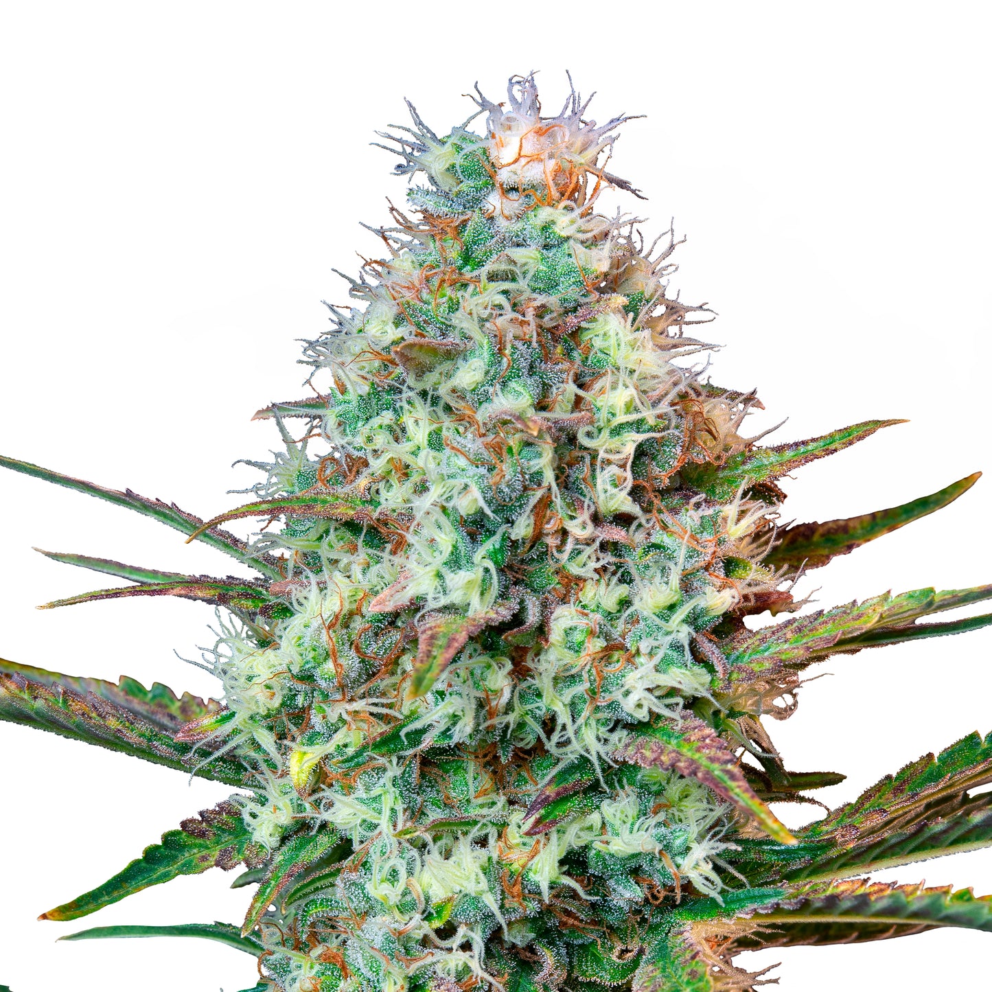 Royal Queen Seeds Royal Runtz