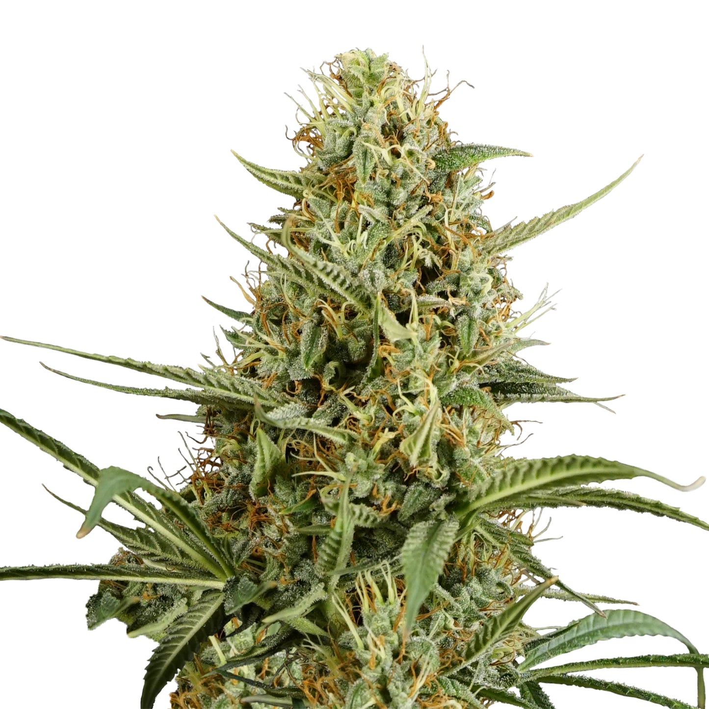 PREMIUM LINE Hulkberry Auto