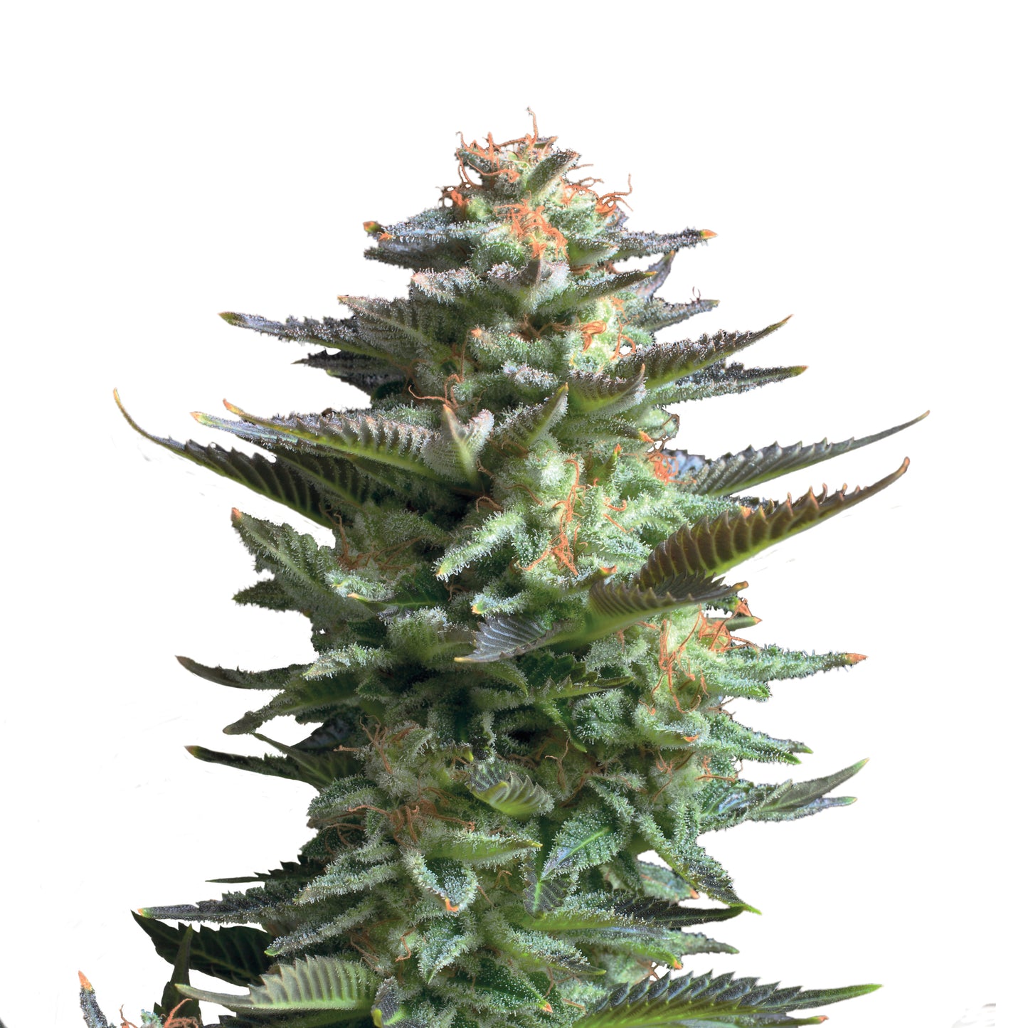 Royal Queen Seeds Amnesia Haze