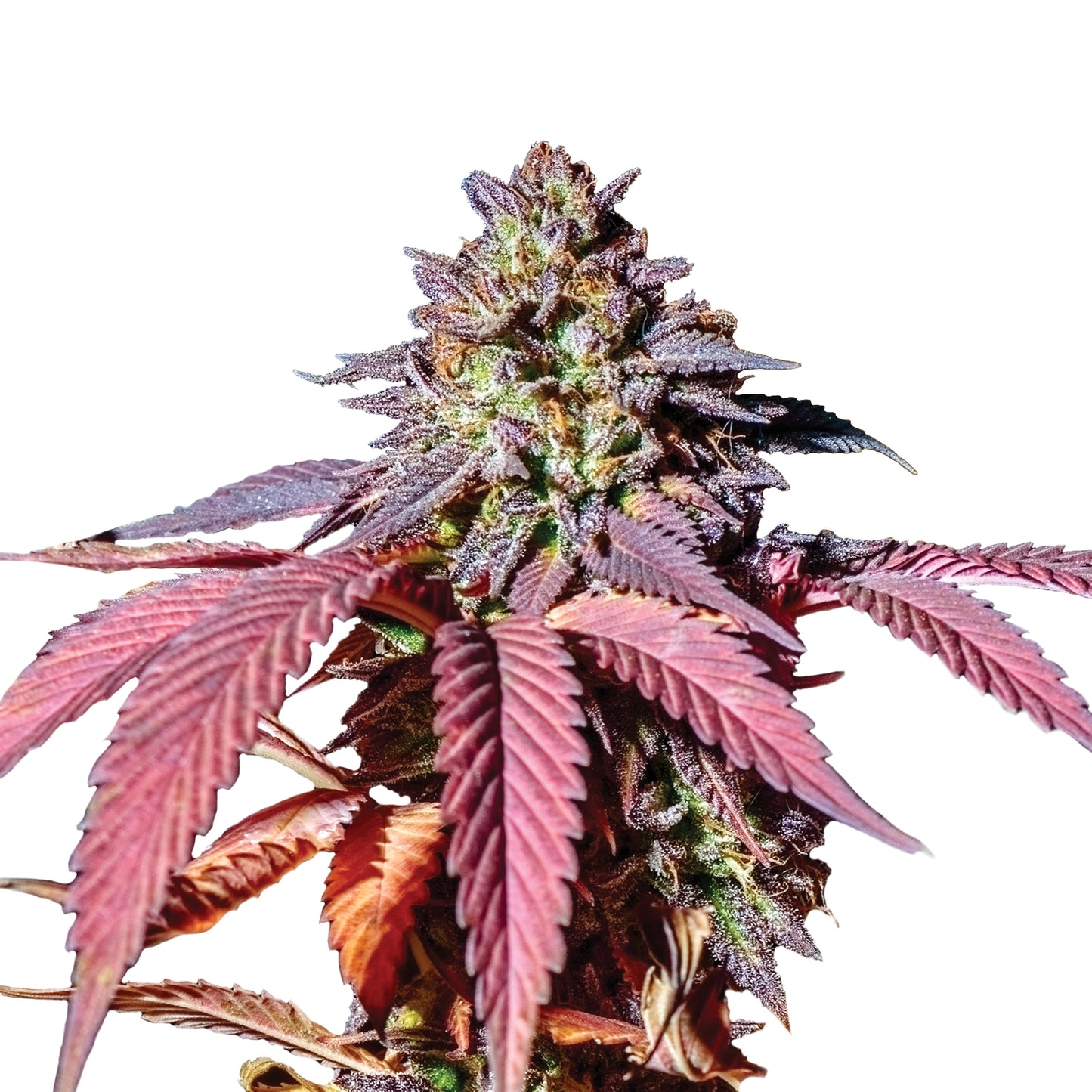 Royal Queen Seeds Purple Queen