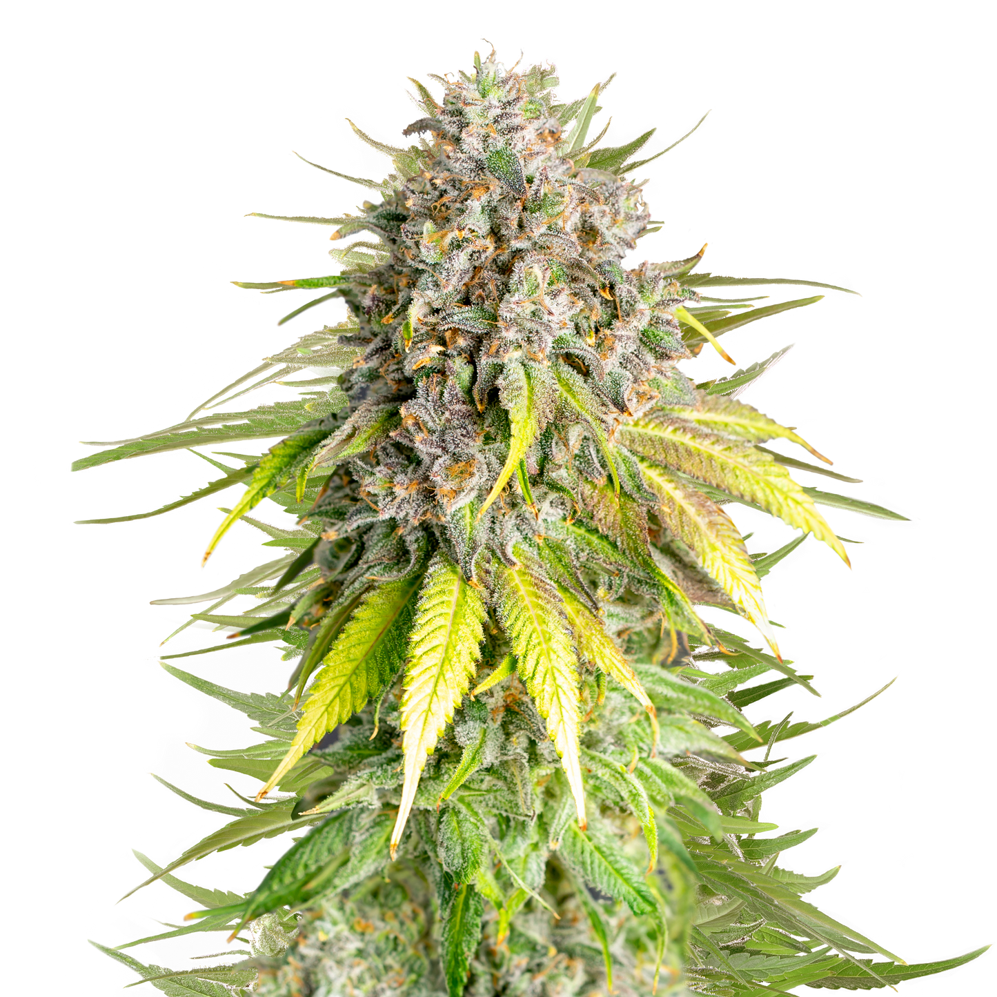 RQS TYSON Punch Pie