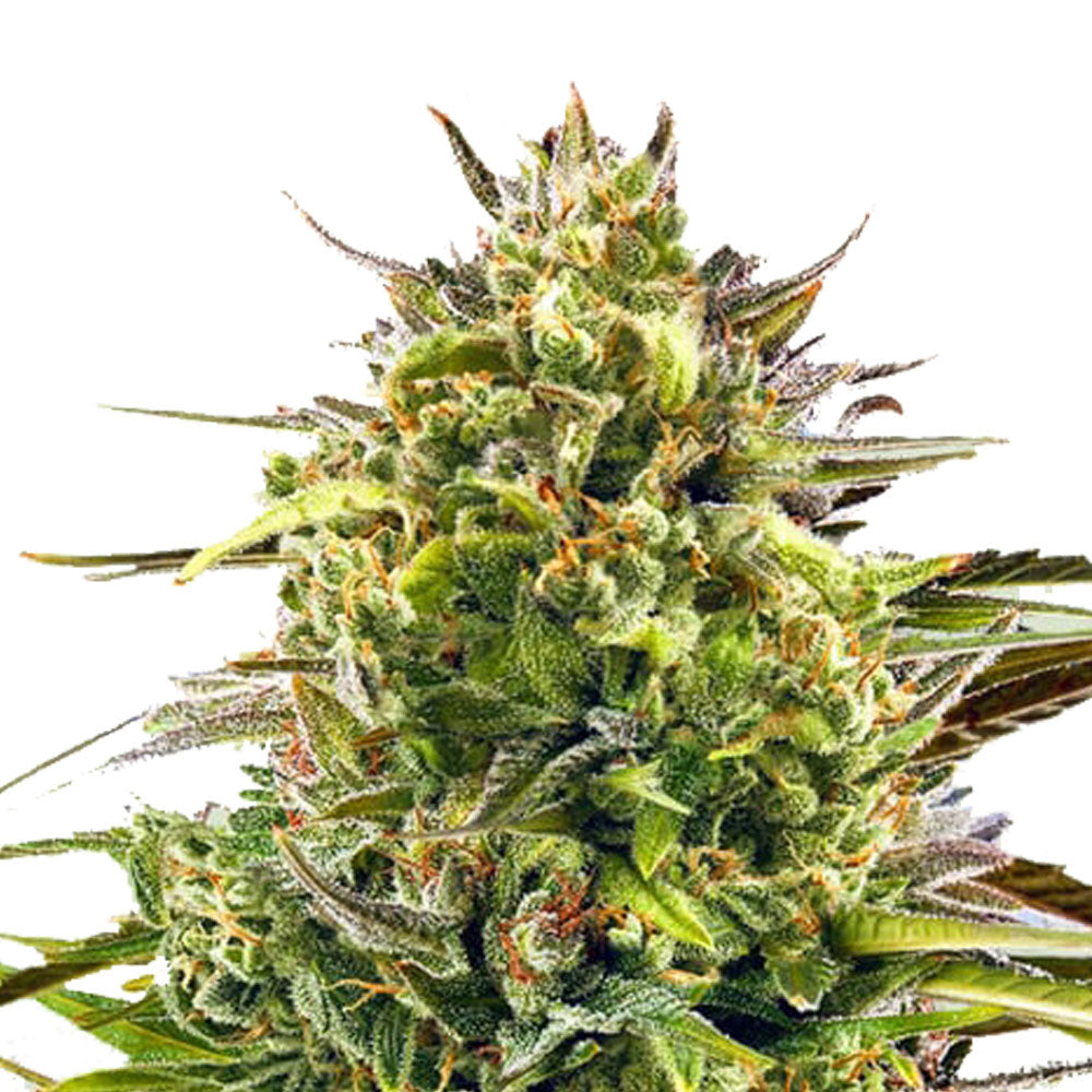 Auto Alien OG