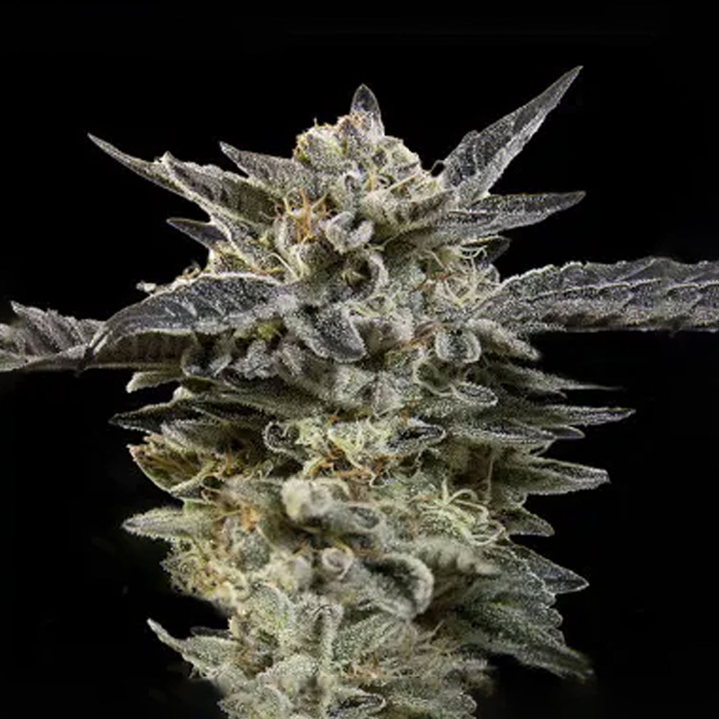 Auto Choc Oreoz