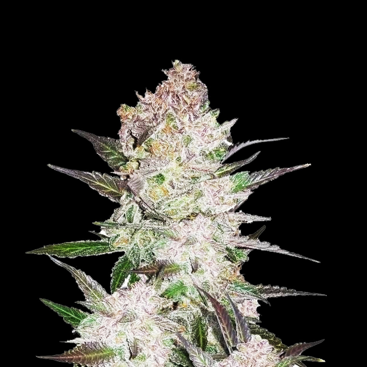 Auto Cookies `n Cream