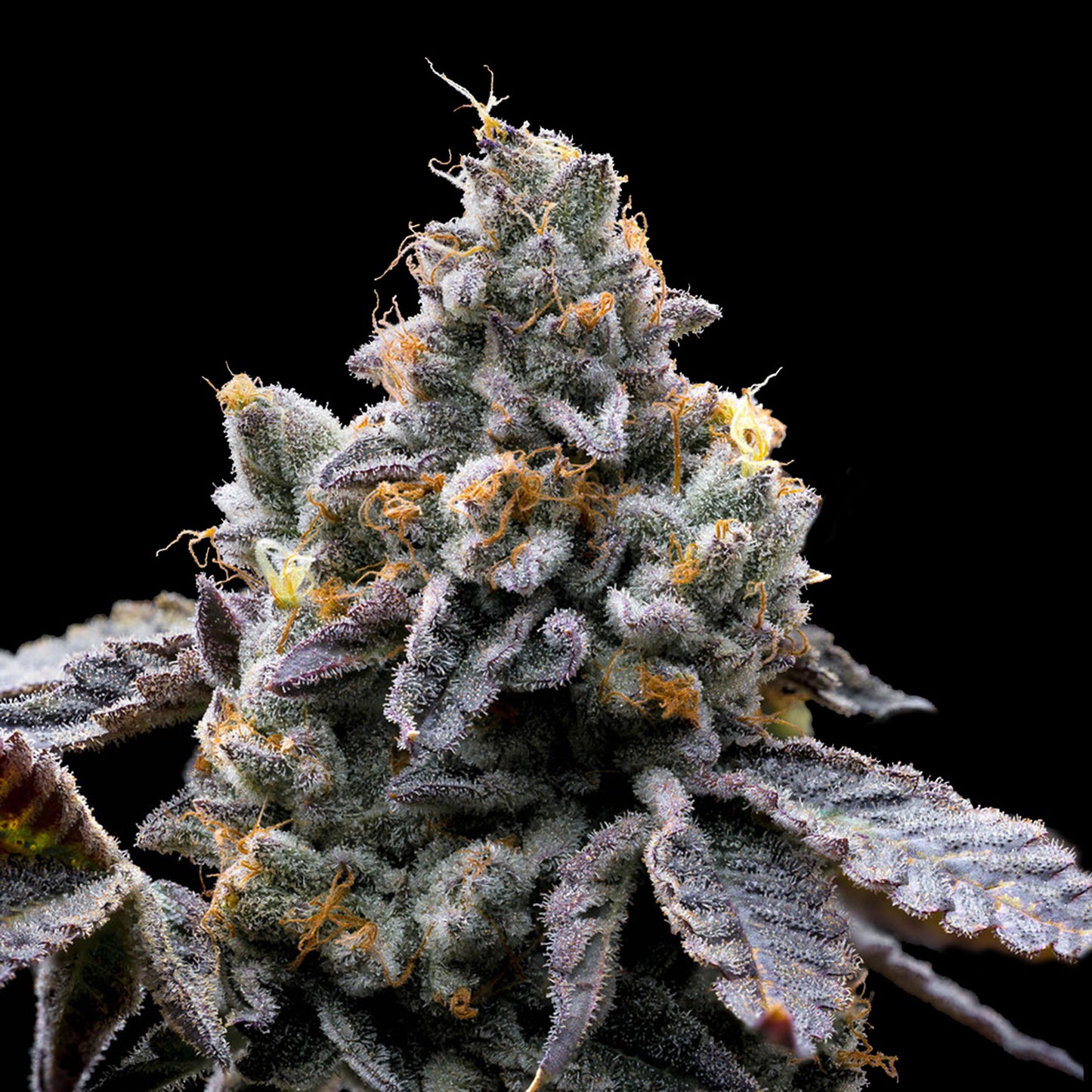 Auto GMO Cookies