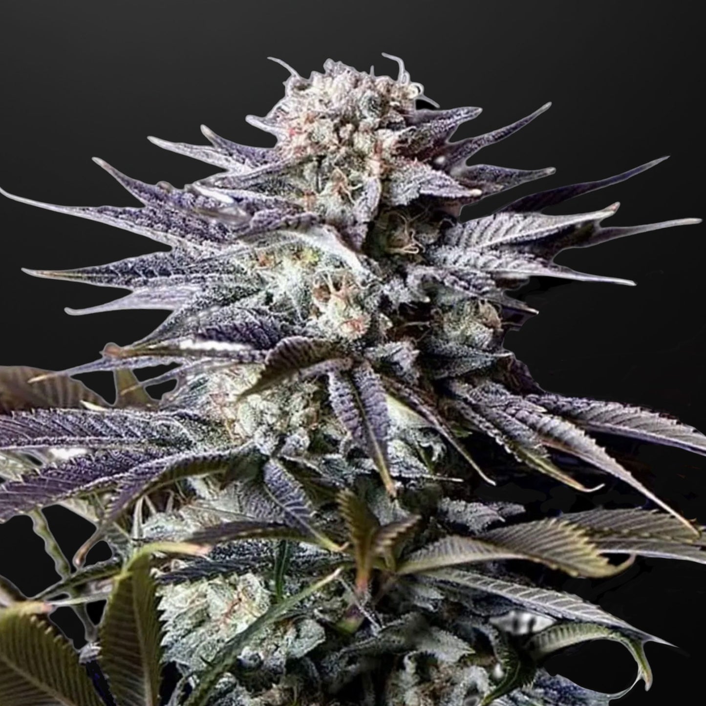 Auto Ghost Train Haze