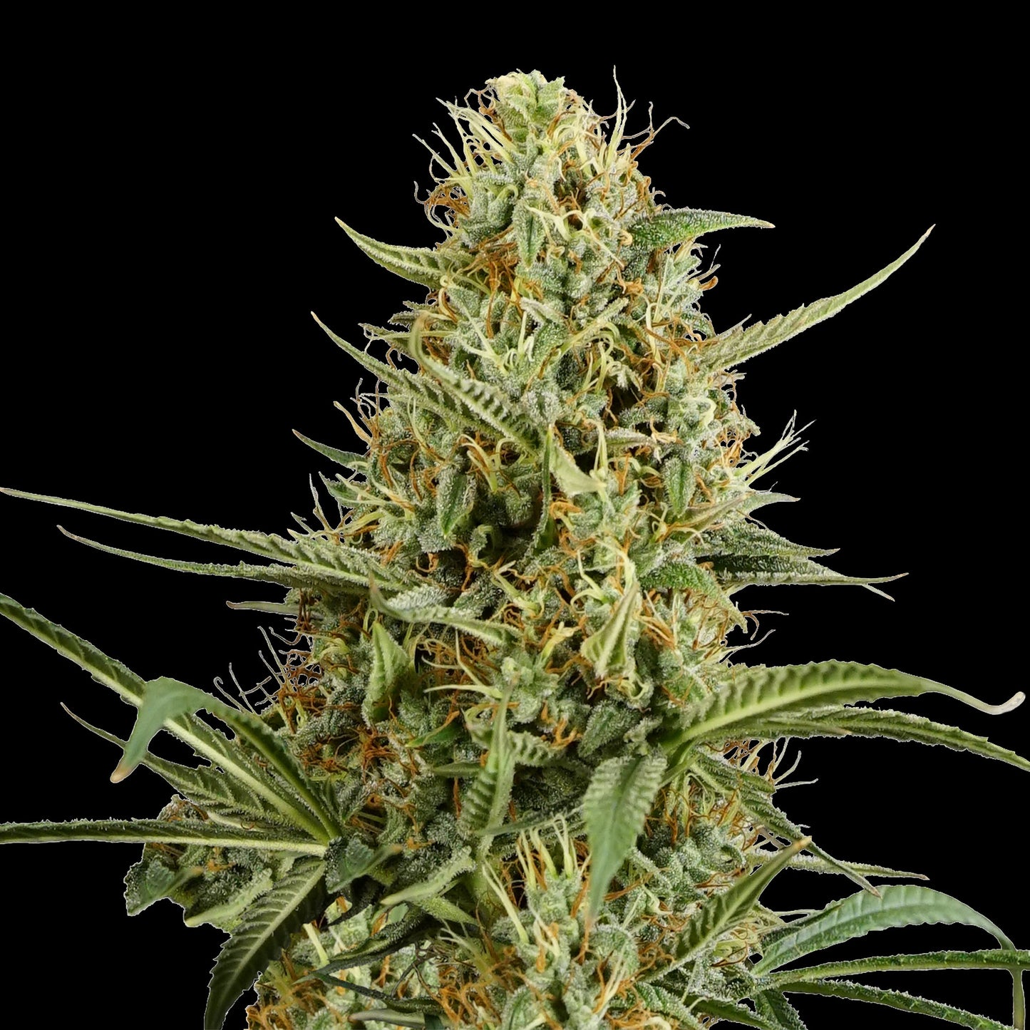 Auto Hulkberry