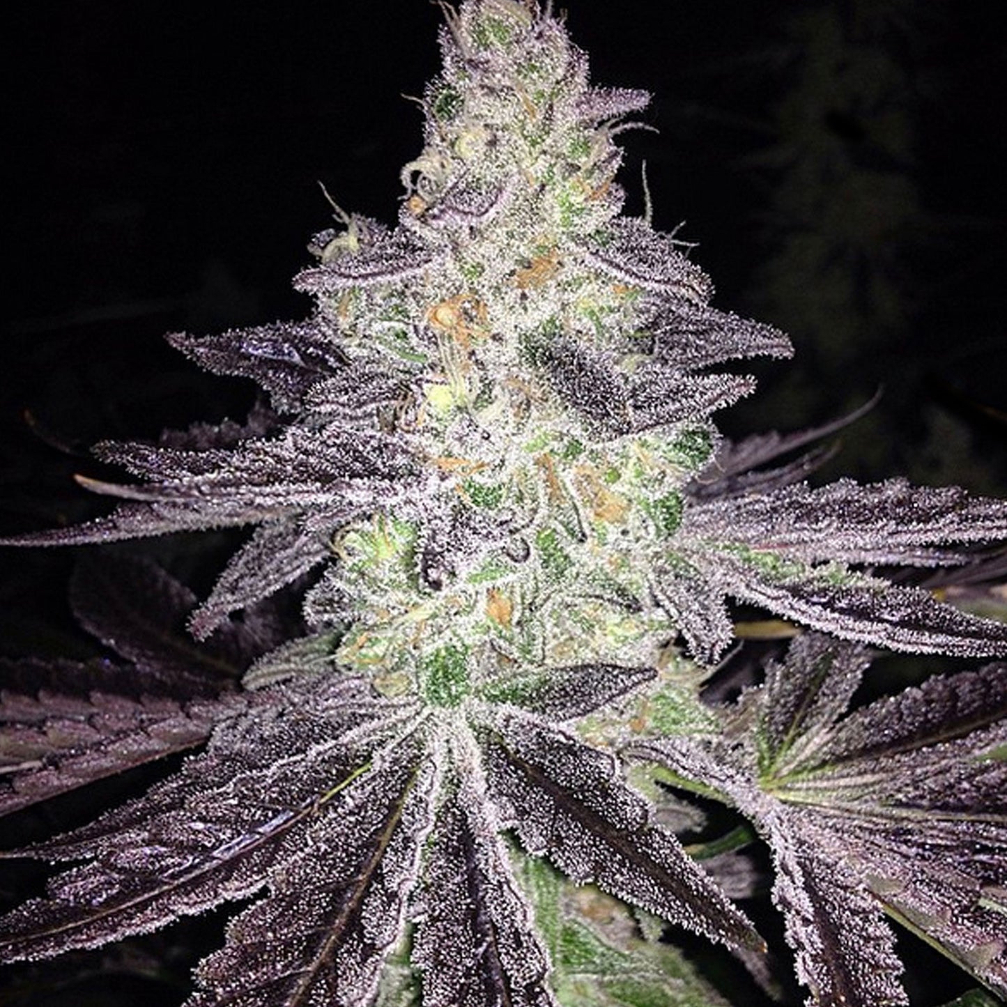 Auto Peanut Butter Breath