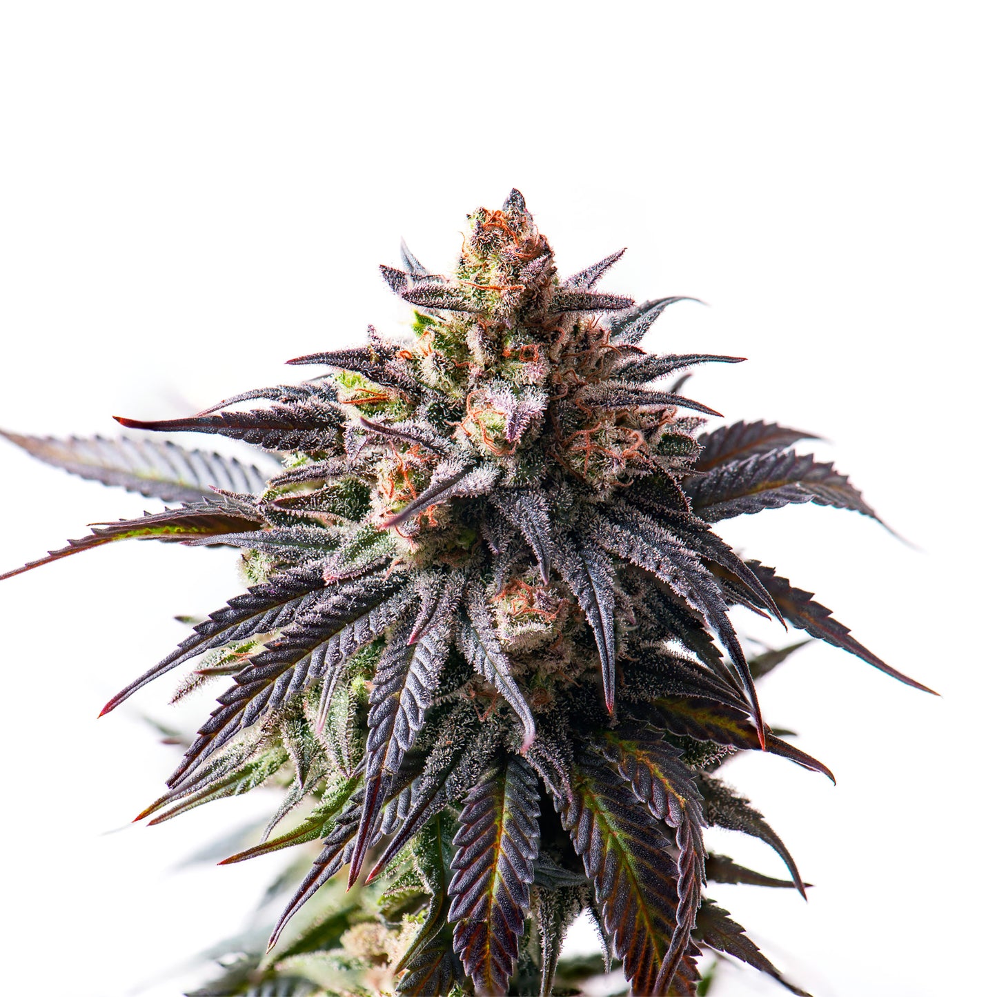 Auto Purple Punch