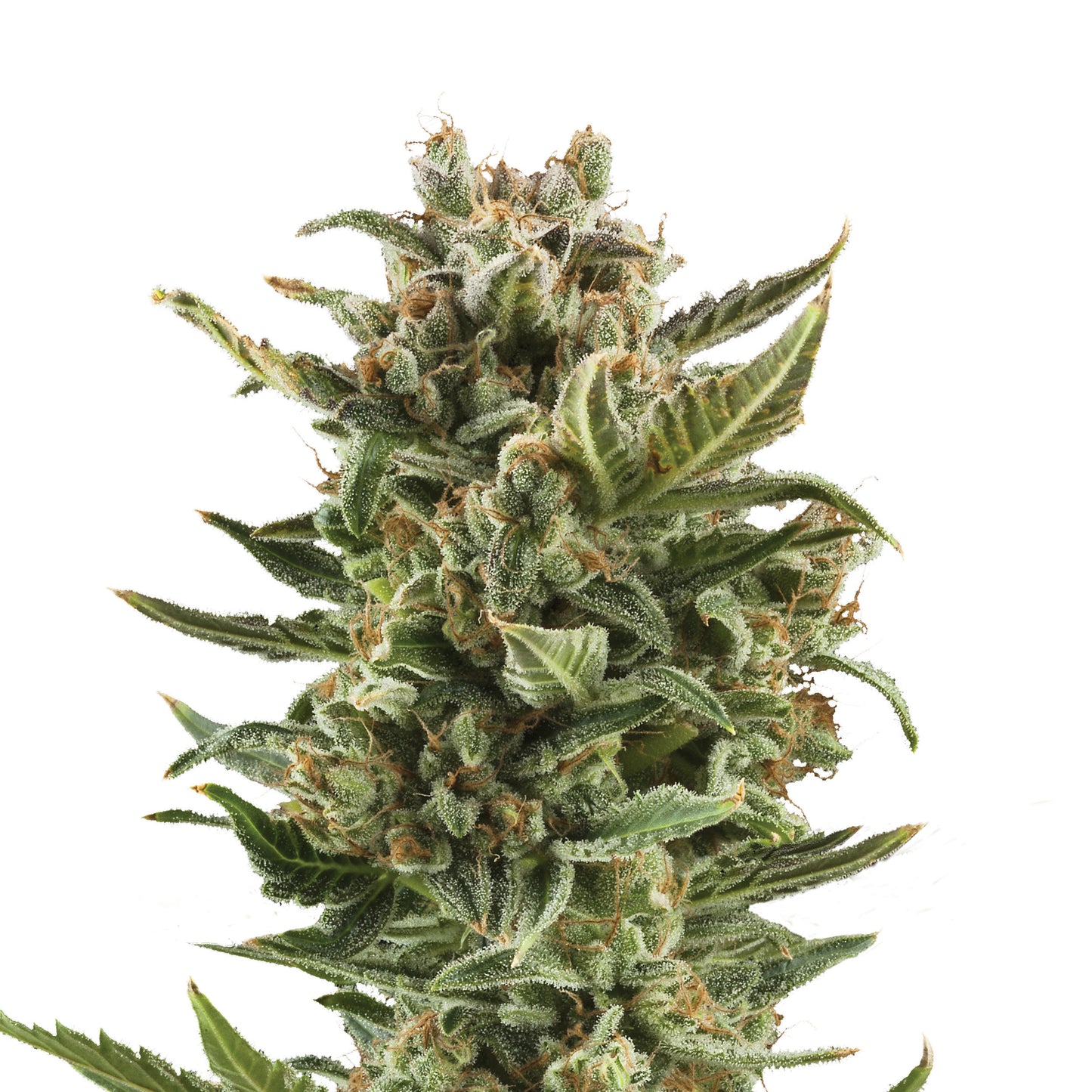 Auto White Widow XL