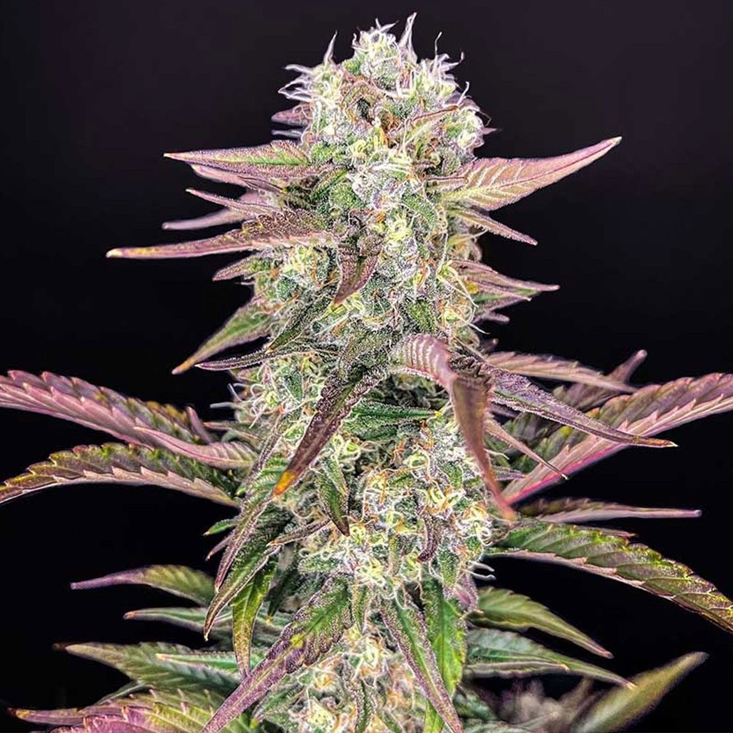 Auto Zkittlez x Gorilla Kush Style
