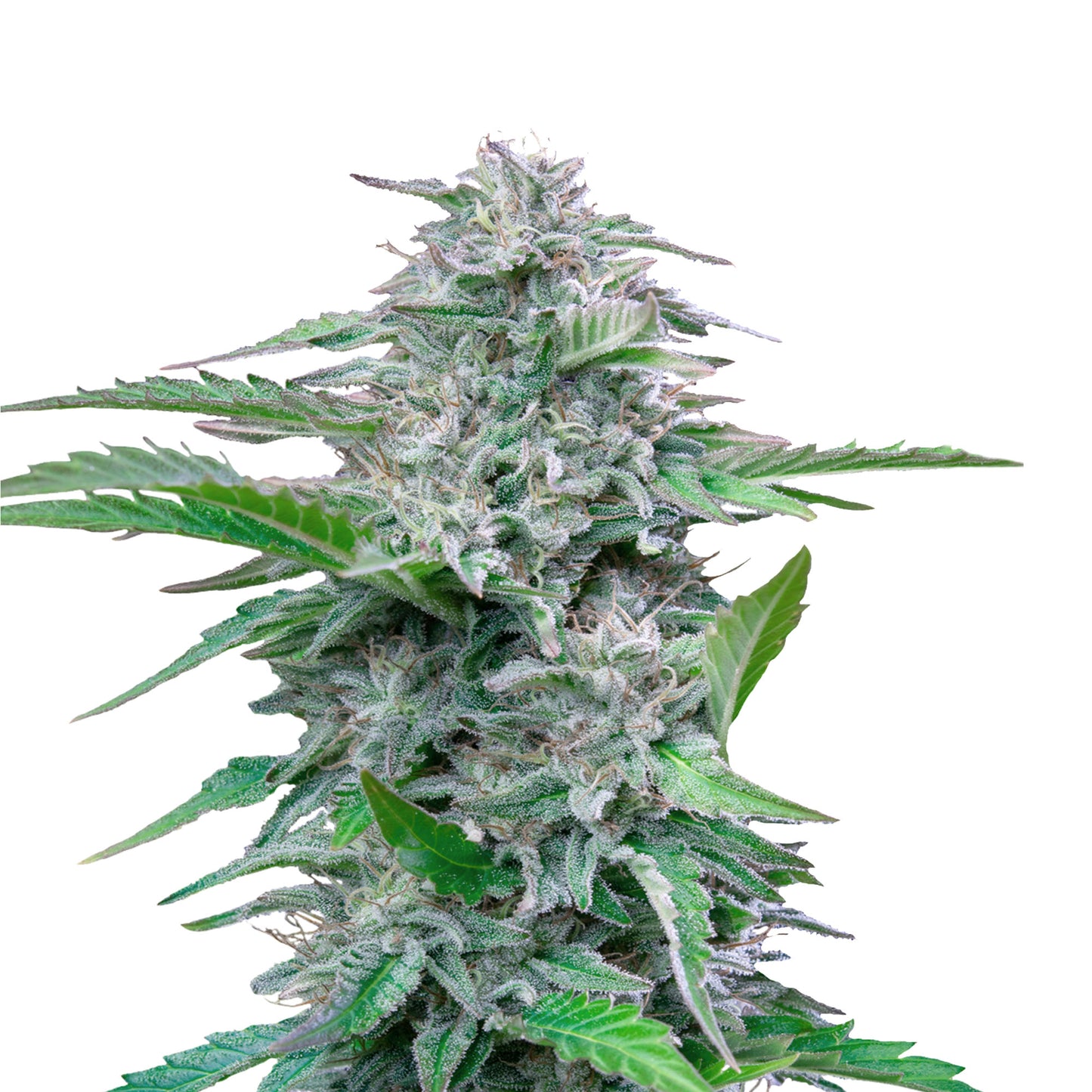 Auto Critical 2.0+