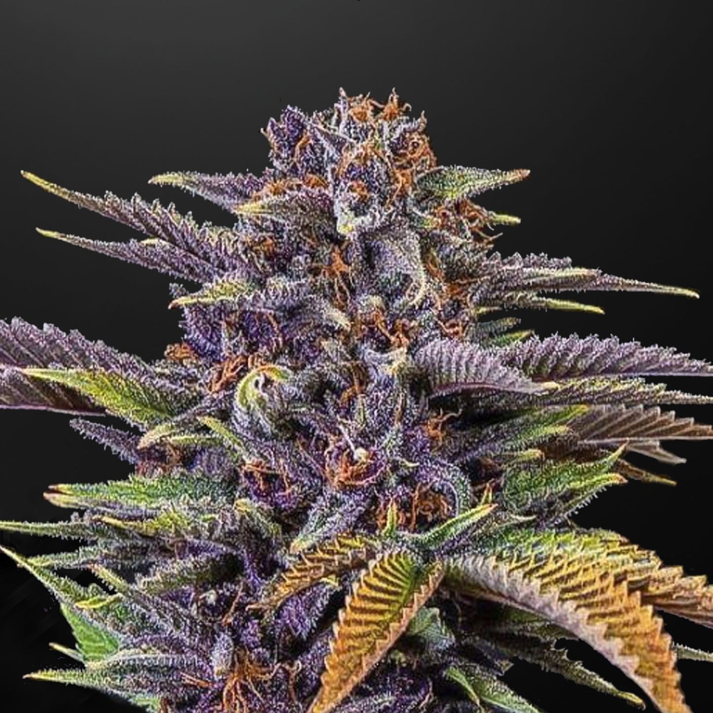 Big Cherry Tangie