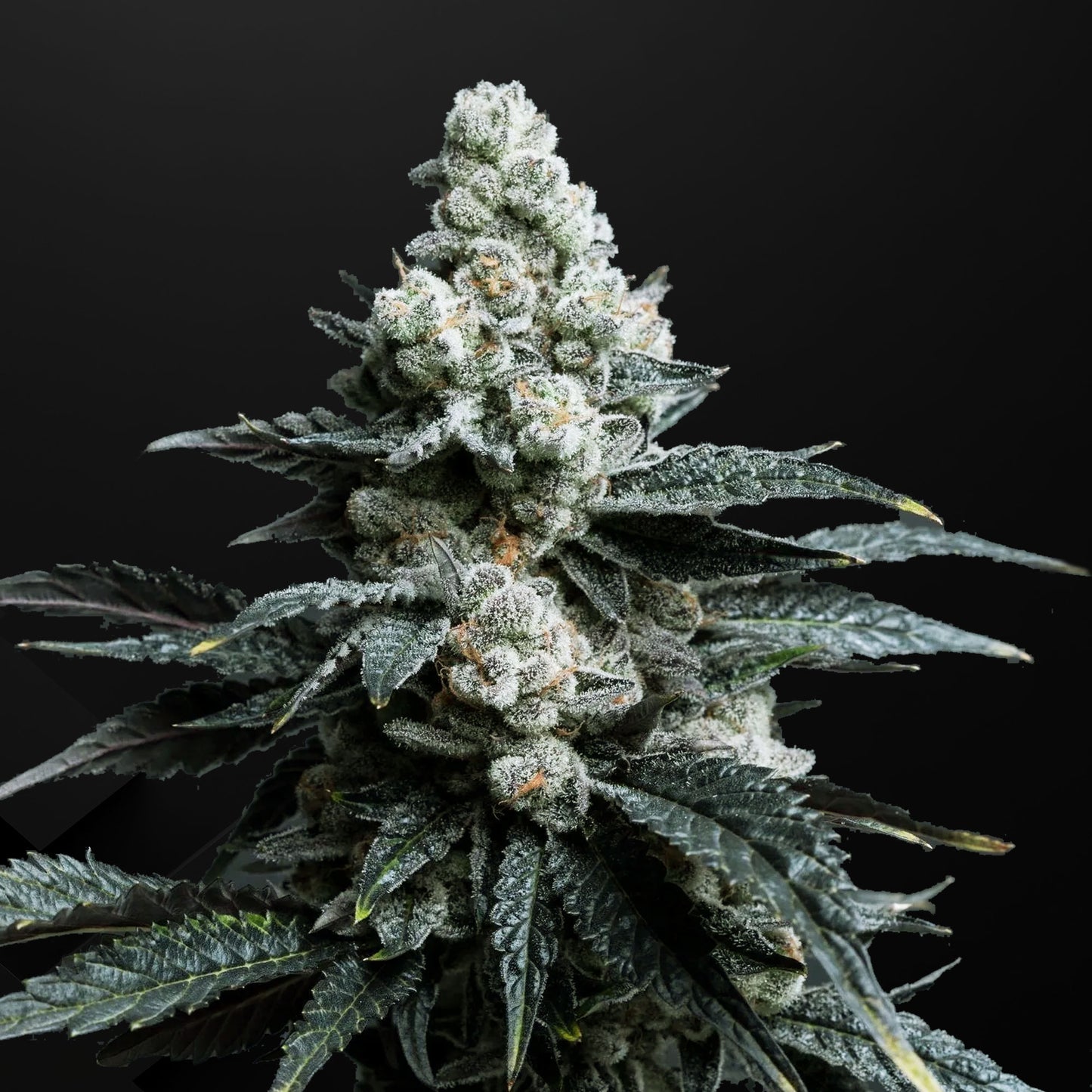 Cherry Pie Fast