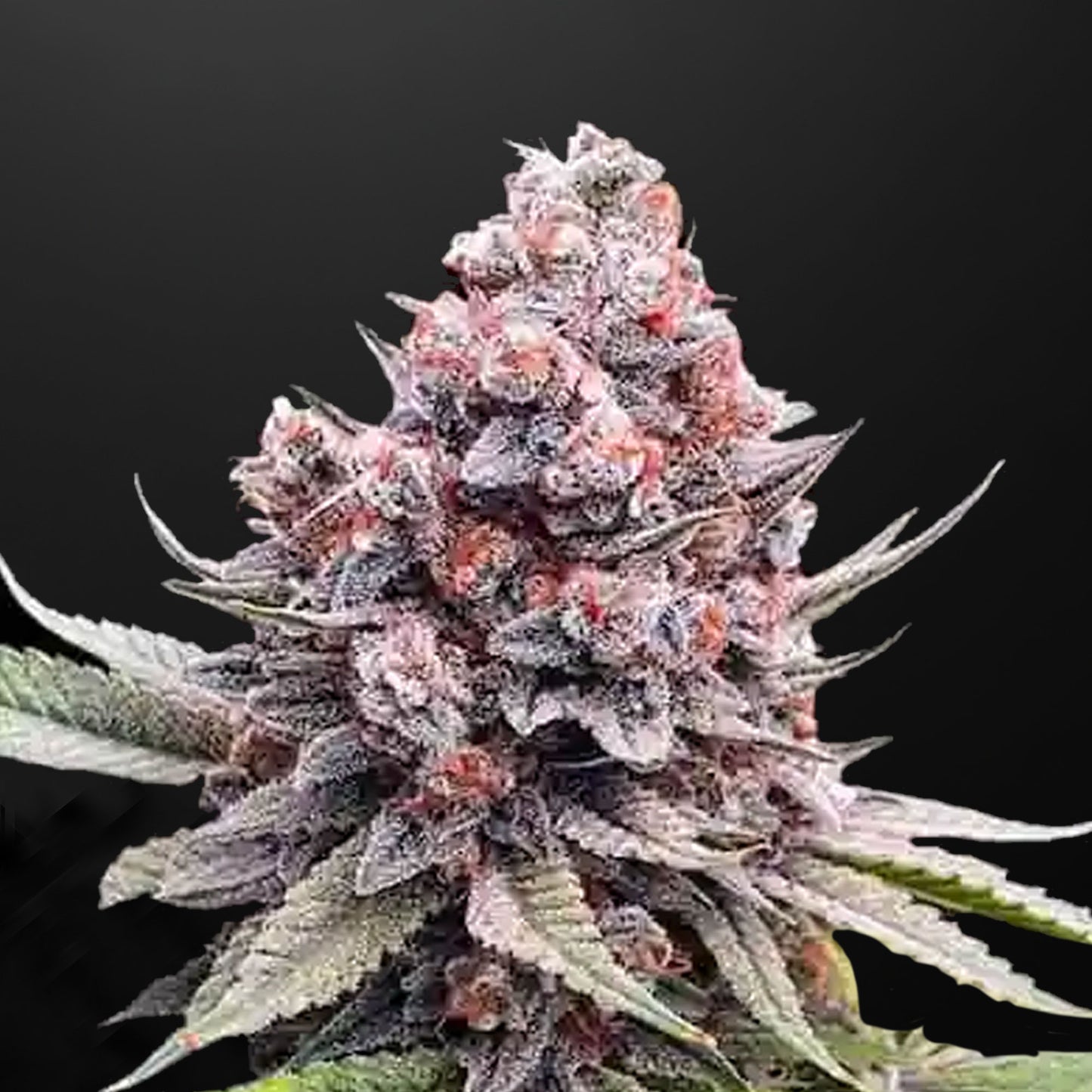 Frozen Vanilla Cherry