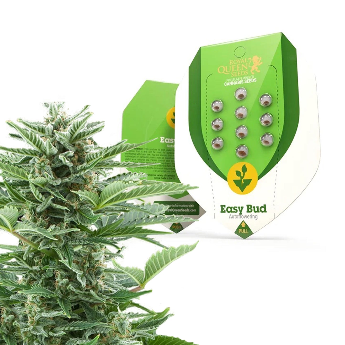 Royal Queen Seeds Easy Bud