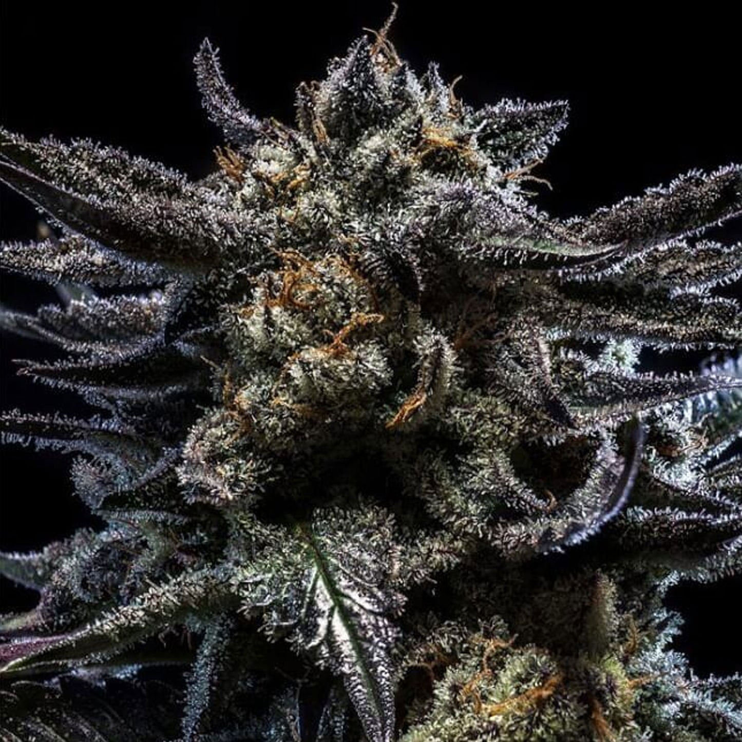 PREMIUM LINE Walking Dead OG Auto