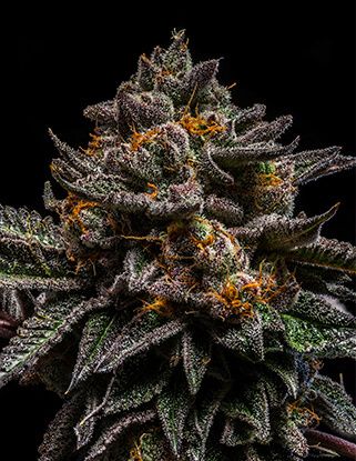 Braincake Feminised Seeds