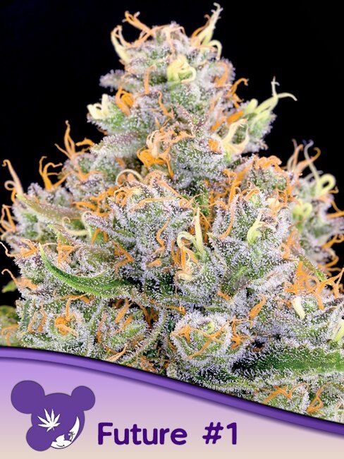 Future #1 Feminised Seeds