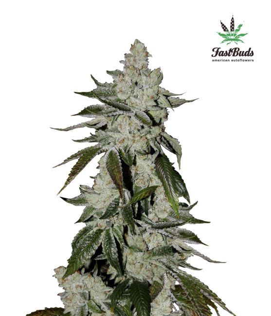 Girl Scout Cookies (aka Cookies) Auto Feminised Seeds