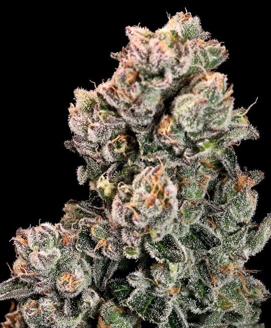 Slurpicane Fast Feminised Seeds