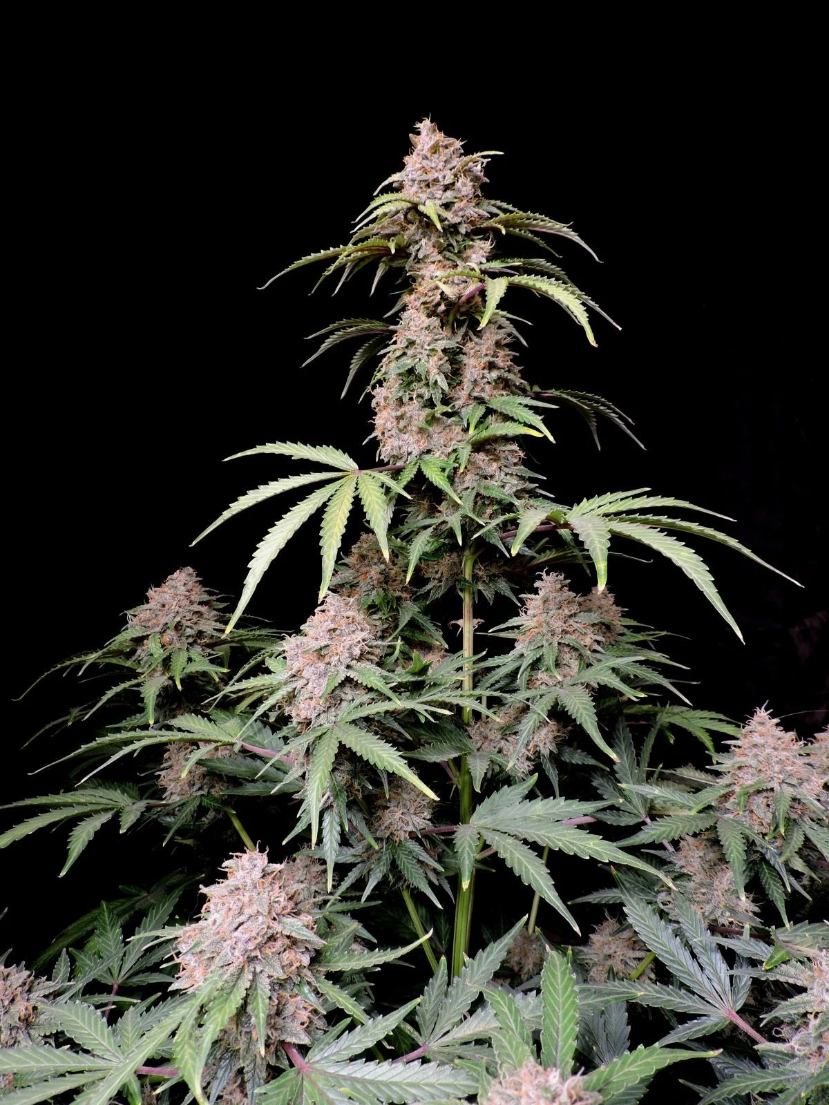 Amnesia Zkittlez Auto Feminised Seeds