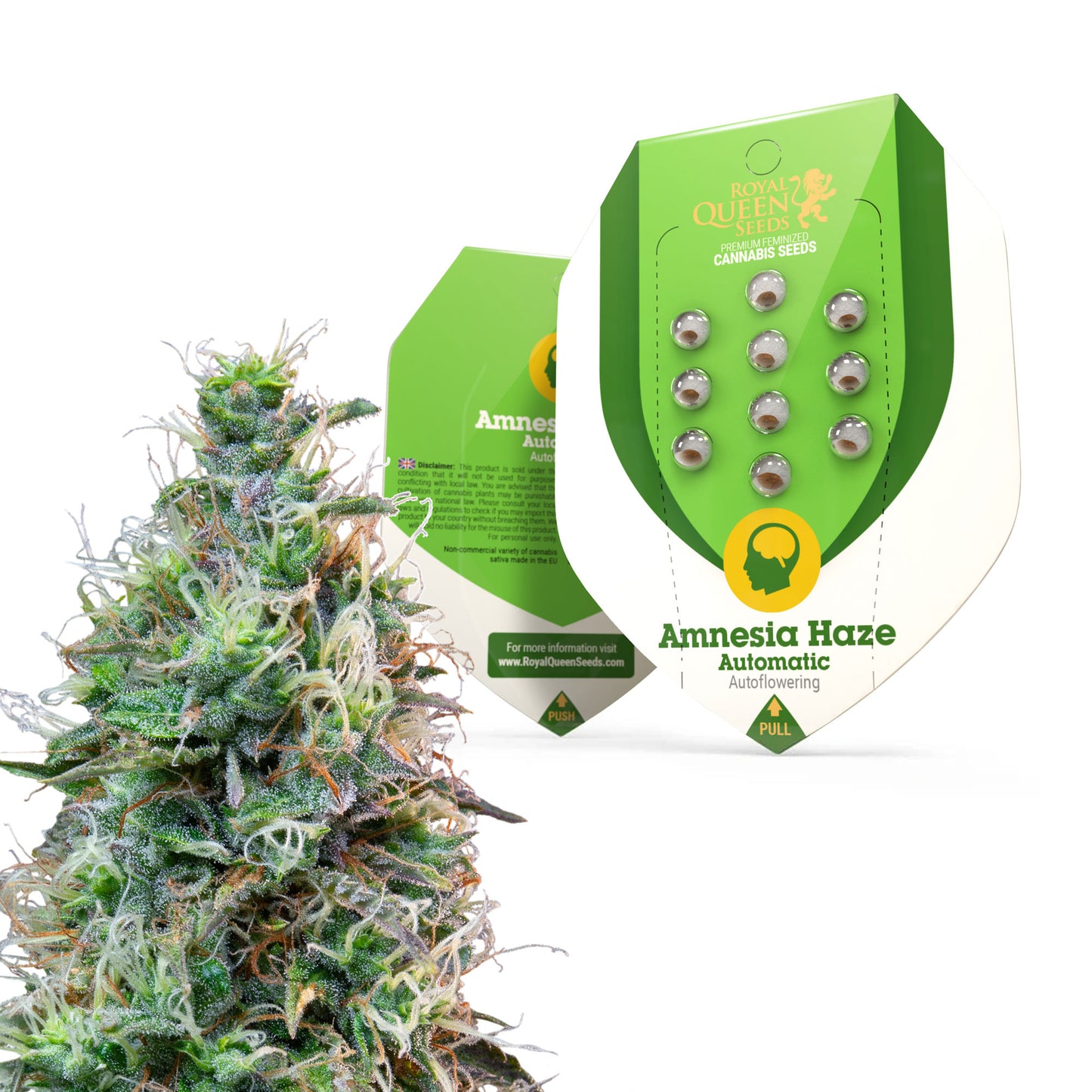 Royal Queen Seeds Amnesia Haze