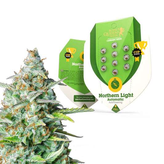 Royal Queen Seeds Northern Light