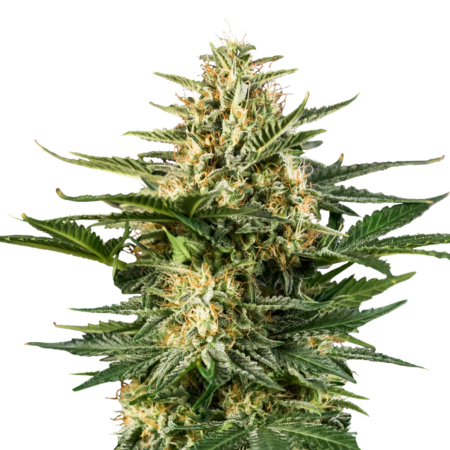 Royal Queen Seeds Green Gelato