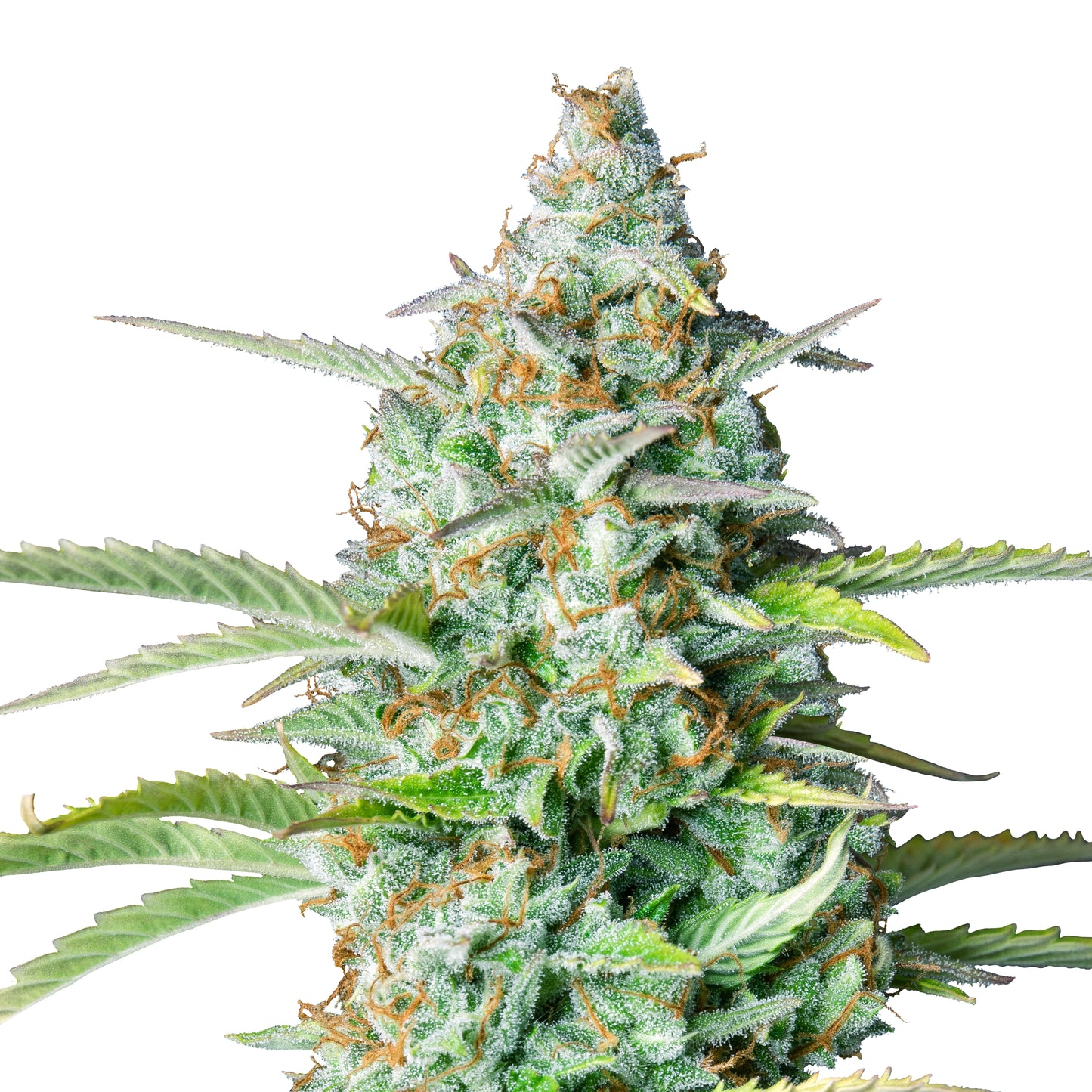Auto Northern Lights
