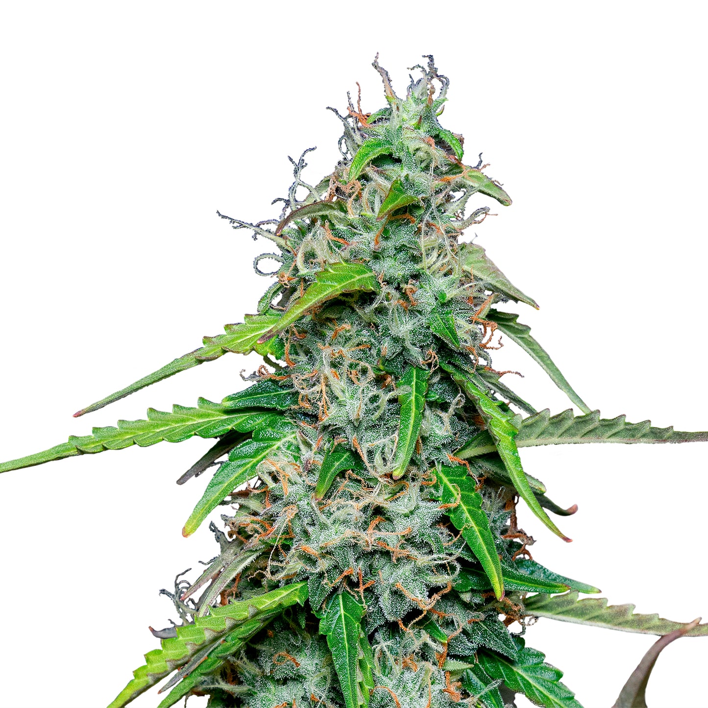 Royal Queen Seeds Royal Gorilla