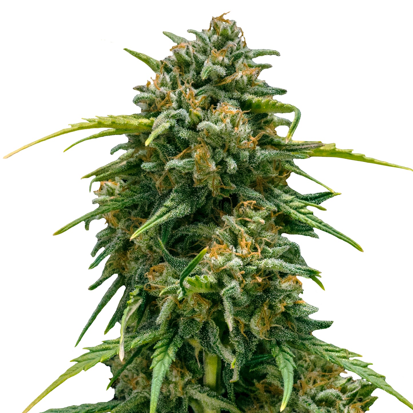 Royal Queen Seeds Sweet Skunk