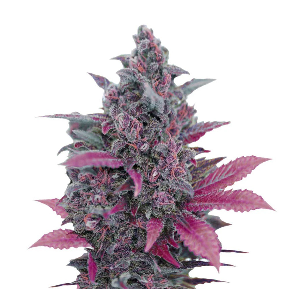 PREMIUM LINE Black Devil Auto