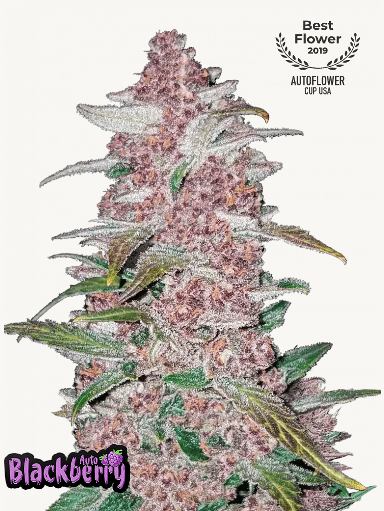 Blackberry Auto Feminised Seeds