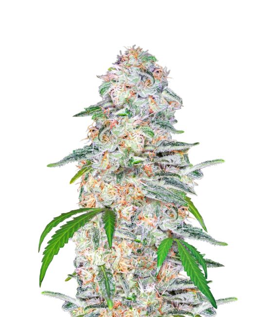 Blue Dream Auto Feminised Seeds