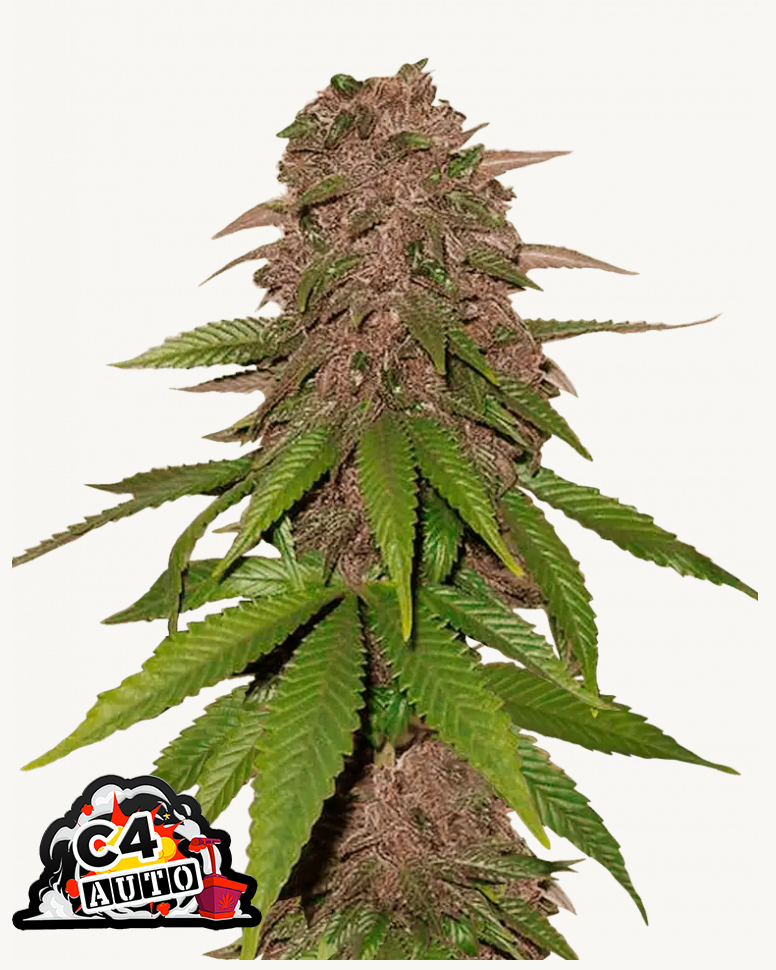C4 Auto Feminised Seeds