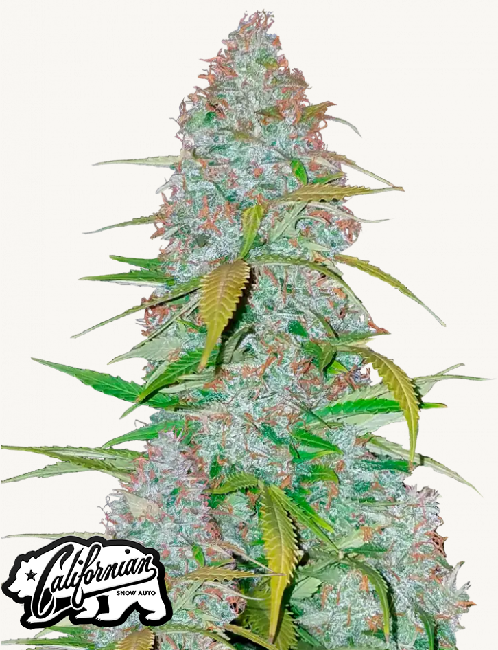 Californian Snow Auto Feminised Seeds